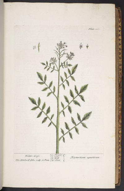 プレート 260、「A Curious Herbal」より 作： Elizabeth Blackwell