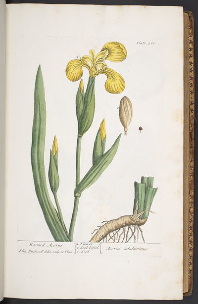 プレート 261、「A Curious Herbal」より 作： Elizabeth Blackwell
