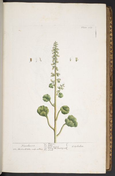 プレート 263、「A Curious Herbal」より 作： Elizabeth Blackwell