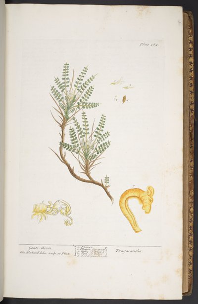 プレート 264、「A Curious Herbal」より 作： Elizabeth Blackwell