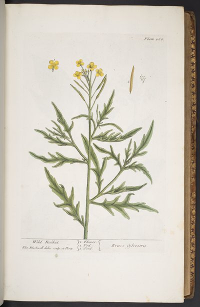 プレート 266、「A Curious Herbal」より 作： Elizabeth Blackwell