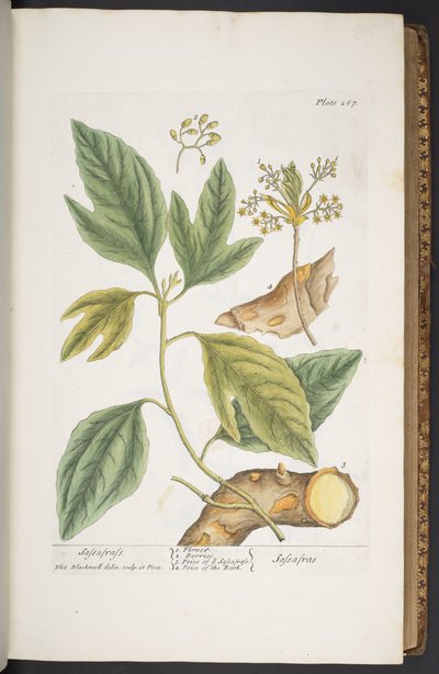 プレート 267、「A Curious Herbal」より 作： Elizabeth Blackwell