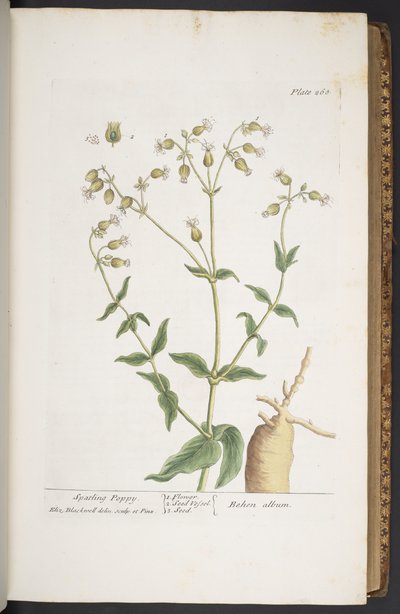 プレート 268、「A Curious Herbal」より 作： Elizabeth Blackwell