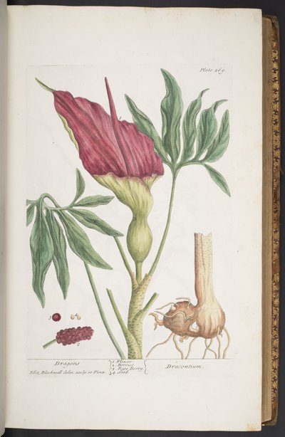 「A Curious Herbal」のプレート 269、Dragons、または Dracontium 作： Elizabeth Blackwell