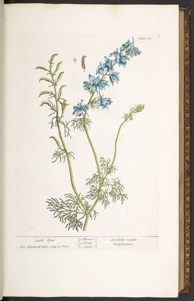 プレート 26、ヒバリ、「A Curious Herbal」より 作： Elizabeth Blackwell