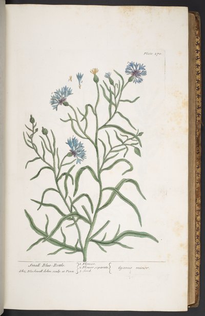 プレート 270、小さな青いボトル、「A Curious Herbal」より 作： Elizabeth Blackwell