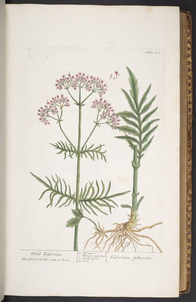 プレート 271、「A Curious Herbal」より 作： Elizabeth Blackwell
