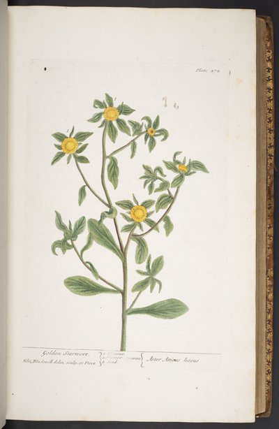 プレート 272、「A Curious Herbal」より 作： Elizabeth Blackwell