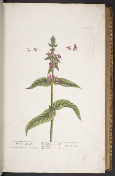 プレート 273、「A Curious Herbal」より 作： Elizabeth Blackwell