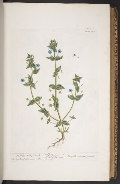 プレート 274、「A Curious Herbal」より 作： Elizabeth Blackwell