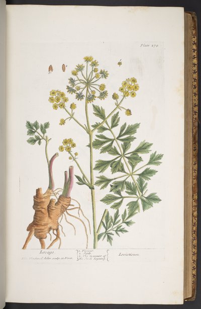 プレート 275、「A Curious Herbal」より 作： Elizabeth Blackwell