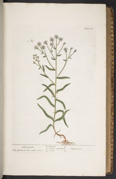 プレート 276、「A Curious Herbal」より 作： Elizabeth Blackwell