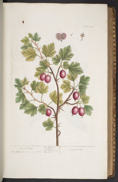 プレート 277、「A Curious Herbal」より 作： Elizabeth Blackwell