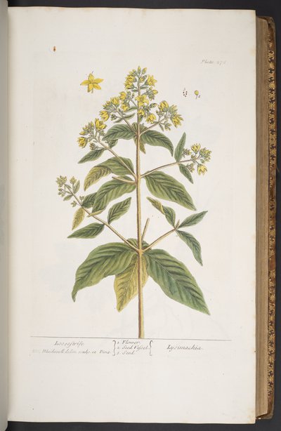 プレート 278、「A Curious Herbal」より 作： Elizabeth Blackwell