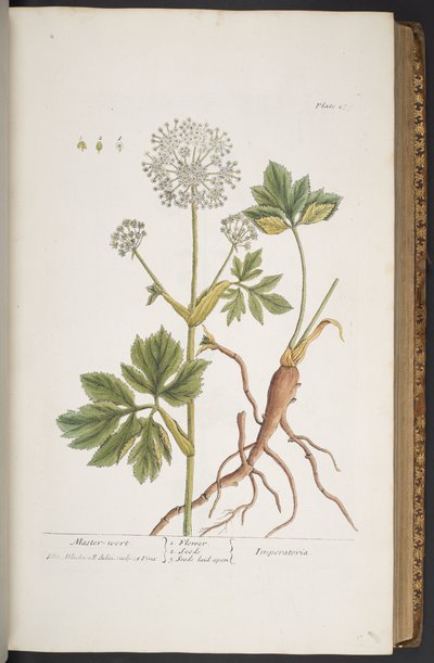 プレート 279、「A Curious Herbal」より 作： Elizabeth Blackwell