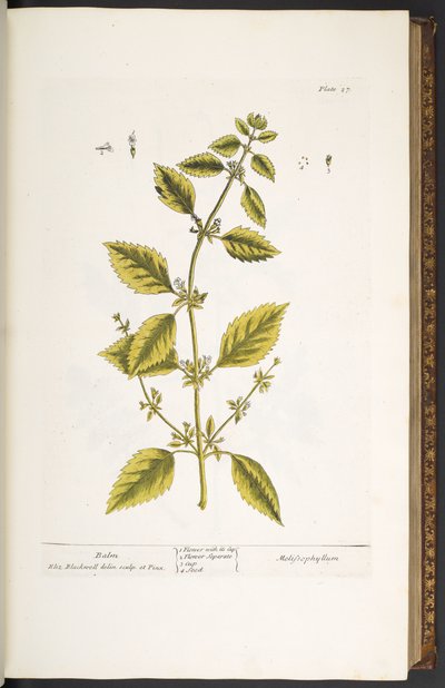 プレート 27、バーム、「A Curious Herbal」より 作： Elizabeth Blackwell