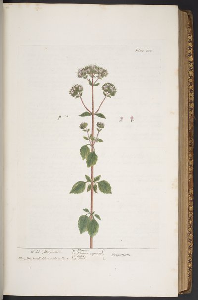 プレート 280、「A Curious Herbal」より 作： Elizabeth Blackwell