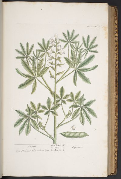プレート 282、「A Curious Herbal」より 作： Elizabeth Blackwell