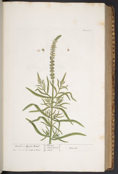プレート 283、「A Curious Herbal」より 作： Elizabeth Blackwell