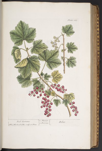 プレート 285、「A Curious Herbal」より 作： Elizabeth Blackwell