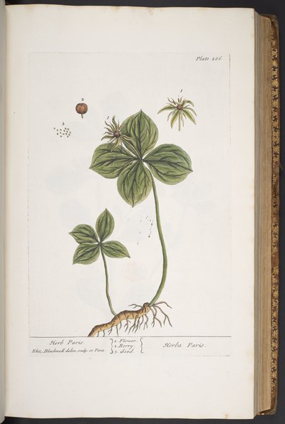 プレート 286、「A Curious Herbal」より 作： Elizabeth Blackwell