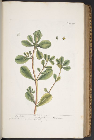 プレート 287、「A Curious Herbal」より 作： Elizabeth Blackwell