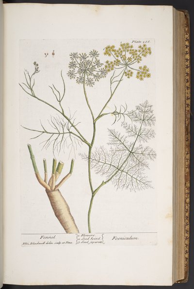 プレート 288、「A Curious Herbal」より 作： Elizabeth Blackwell