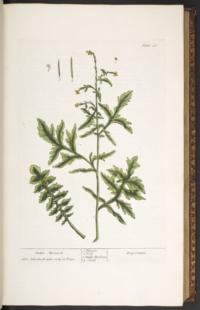 プレート 28、ヘッジ マスタード、「A Curious Herbal」より 作： Elizabeth Blackwell