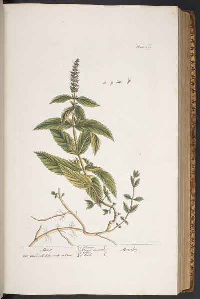 プレート 290、「A Curious Herbal」より 作： Elizabeth Blackwell