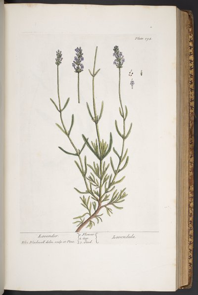プレート 294、「A Curious Herbal」より 作： Elizabeth Blackwell