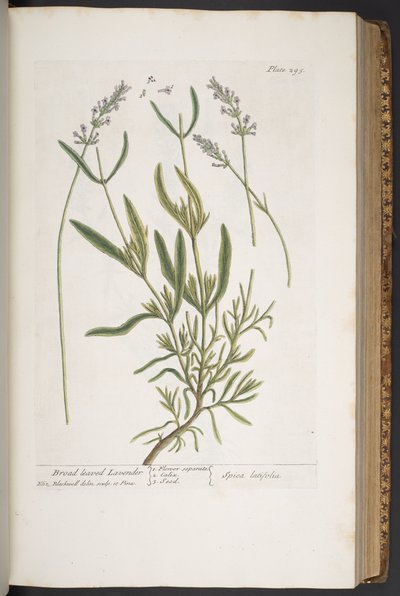 プレート 295、「A Curious Herbal」より 作： Elizabeth Blackwell