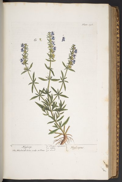 プレート 296、「A Curious Herbal」より 作： Elizabeth Blackwell