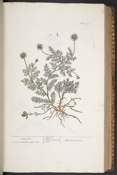 プレート 298、「A Curious Herbal」より 作： Elizabeth Blackwell
