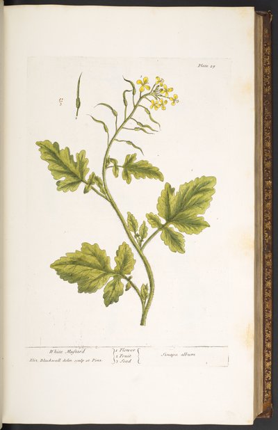 プレート 29、ホワイト マスタード、「A Curious Herbal」より 作： Elizabeth Blackwell