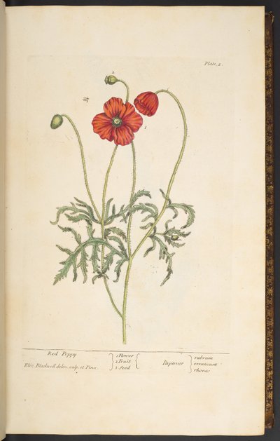 プレート 2、レッド ポピー、「A Curious Herbal」より 作： Elizabeth Blackwell