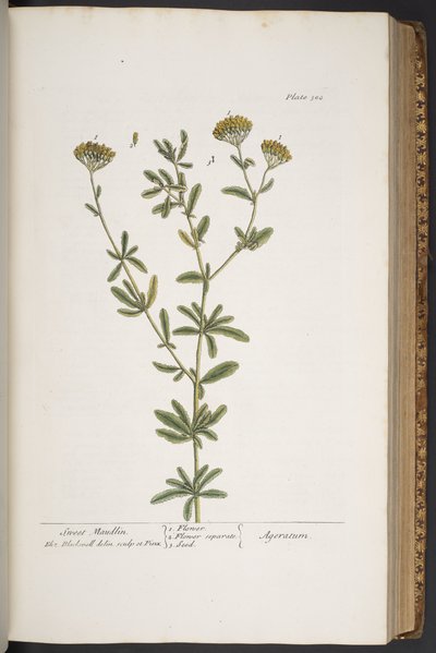 プレート 300、「A Curious Herbal」より 作： Elizabeth Blackwell