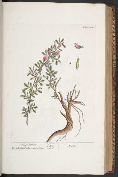 「A Curious Herbal」のプレート 301、Rest-harrow 作： Elizabeth Blackwell