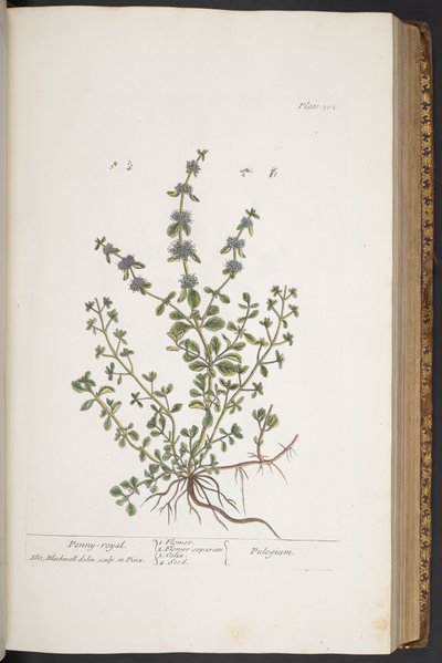 プレート 302、「A Curious Herbal」より 作： Elizabeth Blackwell