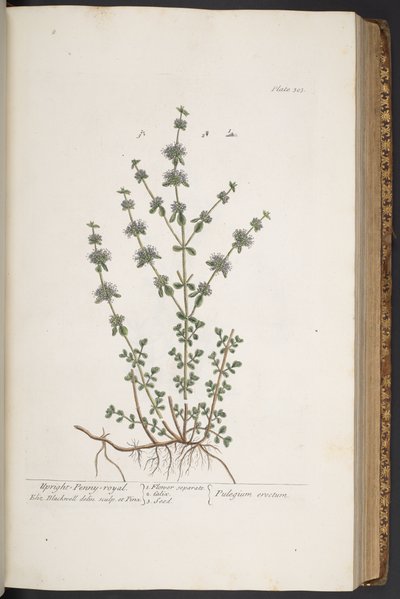 プレート 303、「A Curious Herbal」より 作： Elizabeth Blackwell
