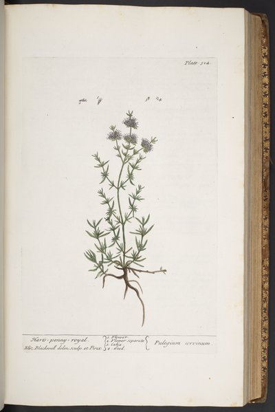 プレート 304、「A Curious Herbal」より 作： Elizabeth Blackwell