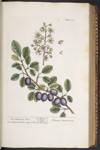 プレート 305、「A Curious Herbal」より 作： Elizabeth Blackwell