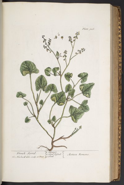 プレート 306、「A Curious Herbal」より 作： Elizabeth Blackwell