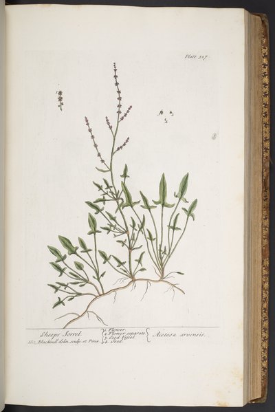 プレート 307、「A Curious Herbal」より 作： Elizabeth Blackwell