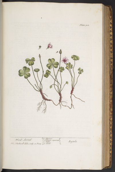 プレート 308、「A Curious Herbal」より 作： Elizabeth Blackwell