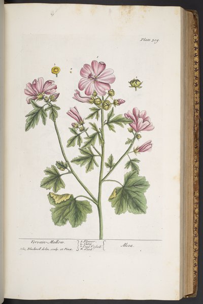 プレート 309、「A Curious Herbal」より 作： Elizabeth Blackwell