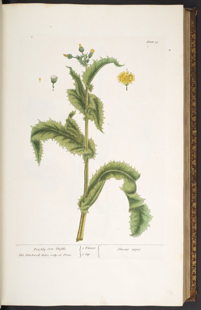 プレート 30、「A Curious Herbal」より、とげのある息子アザミ 作： Elizabeth Blackwell