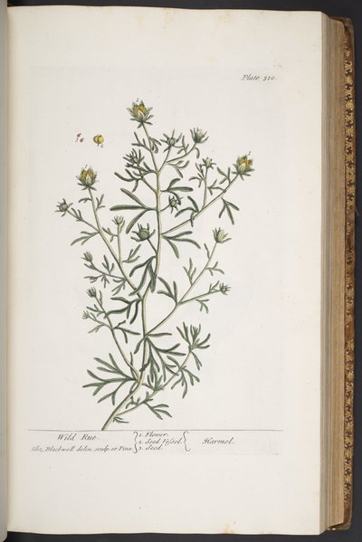 プレート 310、「A Curious Herbal」より 作： Elizabeth Blackwell