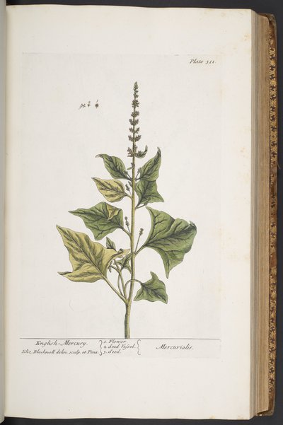 プレート 311、「A Curious Herbal」より 作： Elizabeth Blackwell