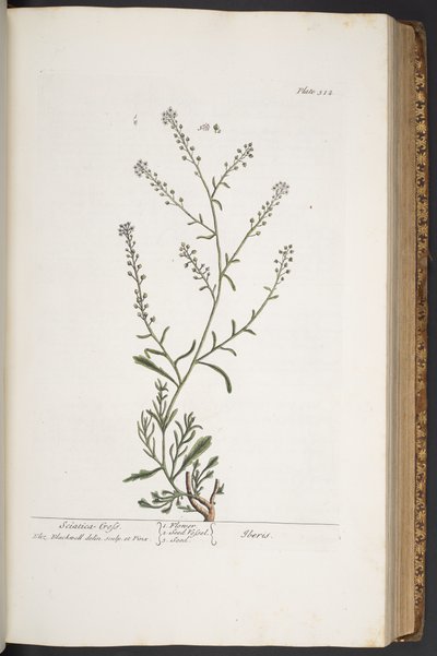 プレート 312、「A Curious Herbal」より 作： Elizabeth Blackwell