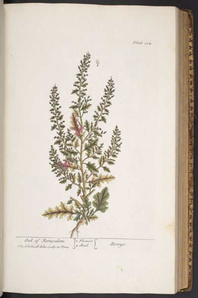プレート 314、「A Curious Herbal」より 作： Elizabeth Blackwell